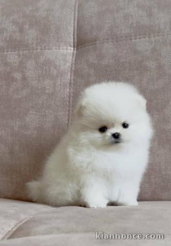 Adorable chiot Spitz allemand femelle a donner 
