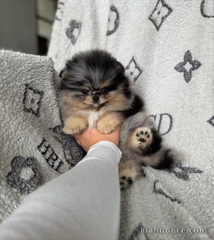 Je donne chiot spitz nain disponible 