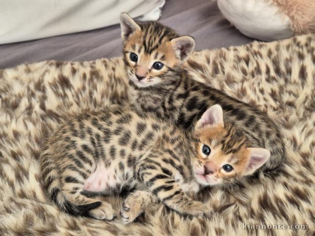 Magnifique chaton Bengal disponible 