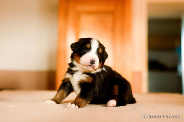 Chiot bouvier bernois a donner 