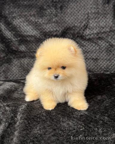 Annonce chiot spitz allemand 