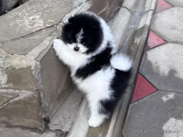 Chiot spitz nain poméranie a donner 