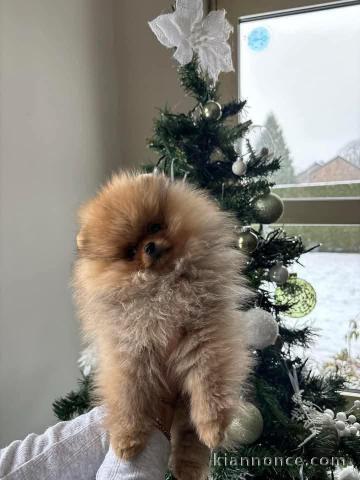 Chiot spitz nain disponible de suite 
