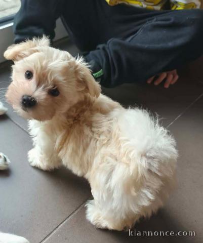  Bébé chiot bichon maltais à donner 