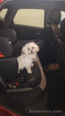 Je vends mon chiot bichon frisé 