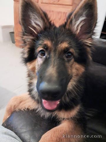 Je donne chiot berger allemand disponible 