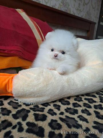 Chiot spitz nain disponible 