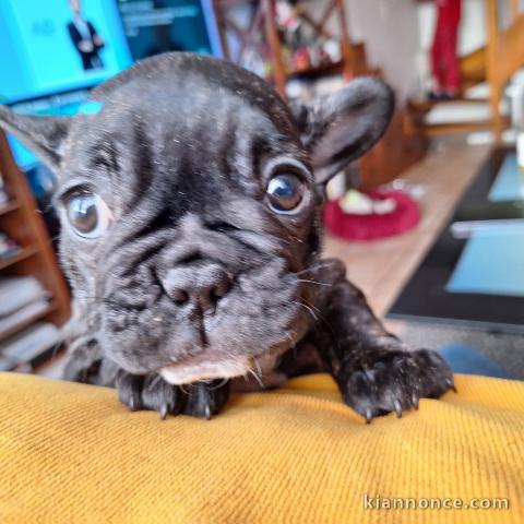Bébé chiot bouledogue français à donner 