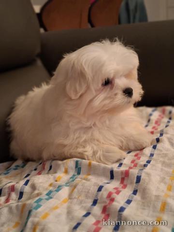Bébé chiot bichon maltais à donner 