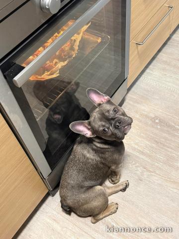 Je donne chiot bouledogue français femelle 