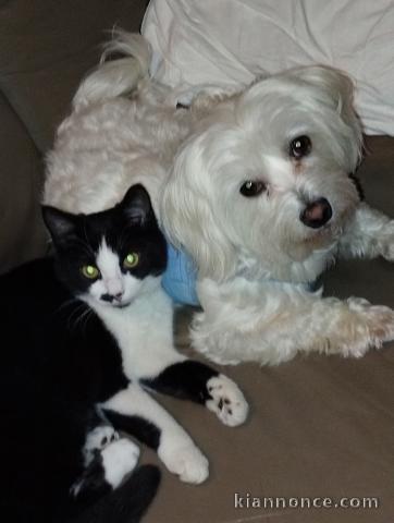 Je donne chiot bichon frisé mâle 