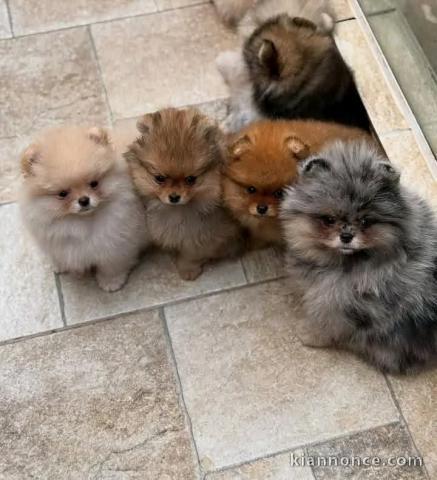 Chiot spitz nain disponible 