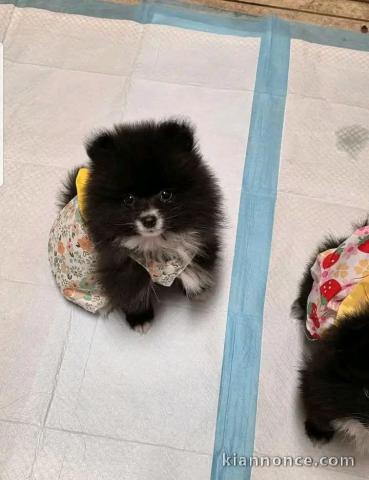 Magnifique chiot spitz nain 