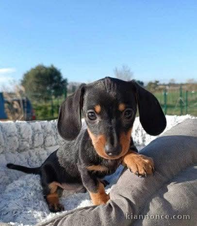 Chiot teckel a donner 