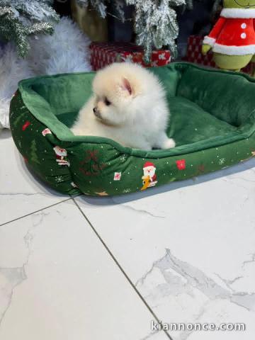 Magnifique chiot spitz nain Poméranie à donner 