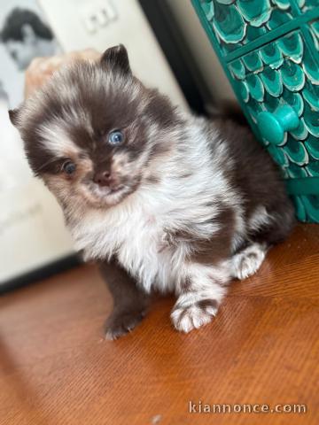 Adorable chiot spitz nain disponible 