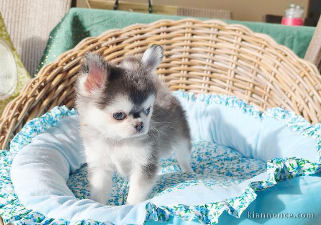 Bébé chiot chihuahua femelle 