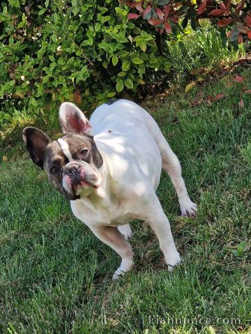 Je donne chiot bouledogue français 