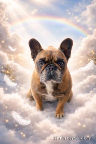 Je donne chiot bouledogue français 