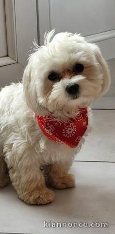 Bichon frisé a donner 