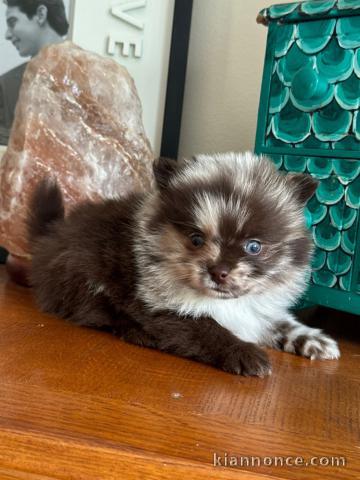 Je donne chiot spitz nain mâle 