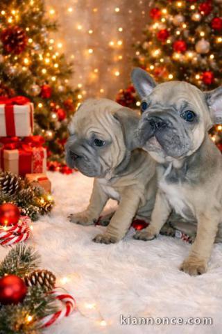 Bouledogue Français – Beaux Chiots