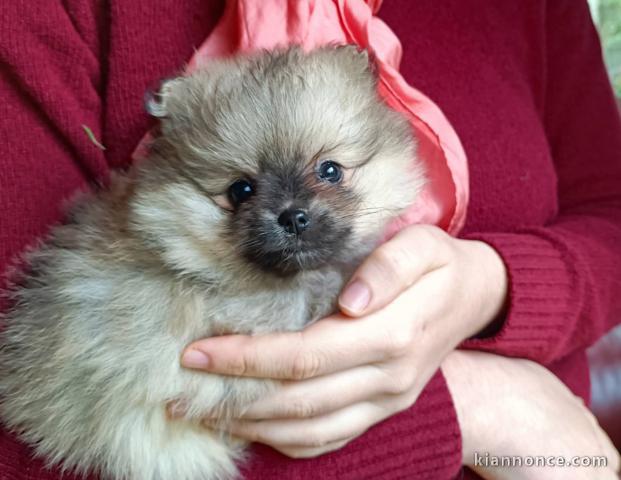 Adorable chiot spitz nain Poméranie 