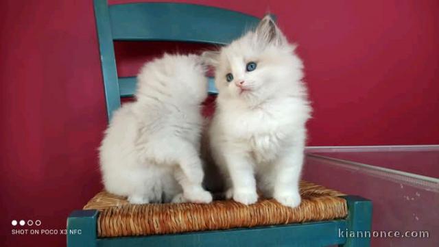 Chats Disponible à l\