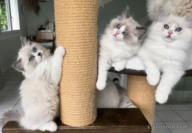 Chats Disponible à l\