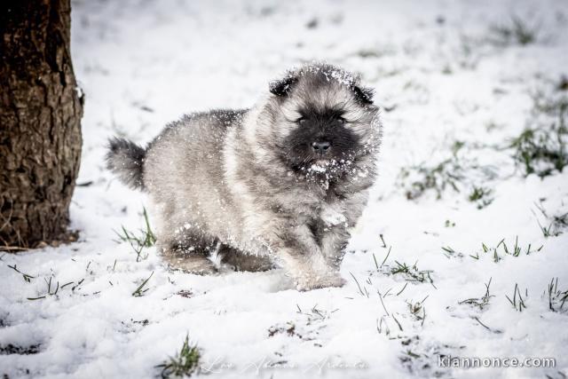magnifique chiot spitz allemand race pure 