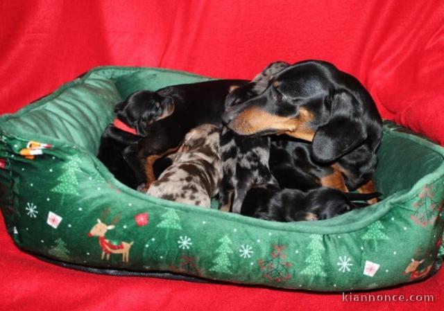 chiot teckel disponible pour adoption 