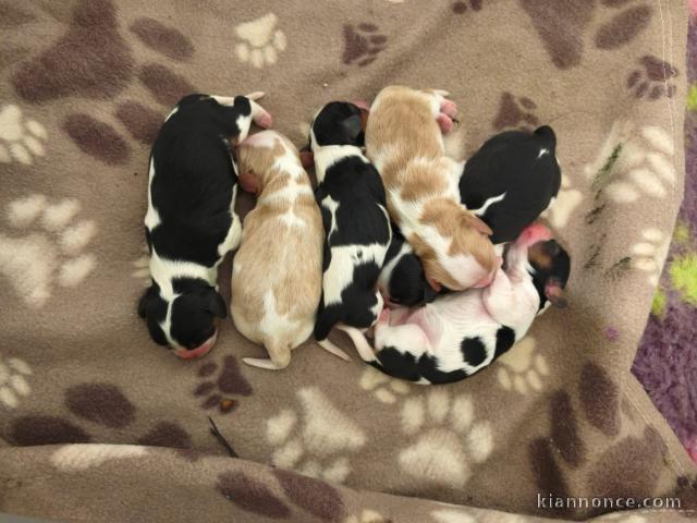 bébé chiot cavalier king charle disponible 