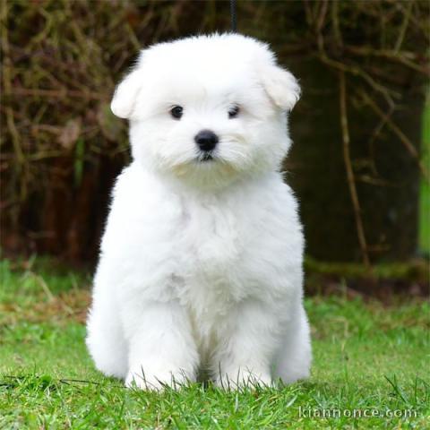 bébé chiot coton de Tuléar a donner 