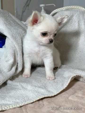 adorable chiot chihuahua mâle a donner 