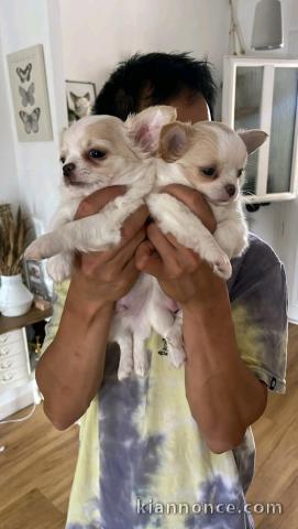 à adopter chiot chihuahua 