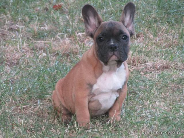 bébé chiot bouledogue français à donner 