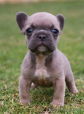 chiot type bouledogue français femelle a donner 