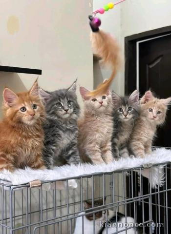 Dons chaton maine coon mâle et femelle 