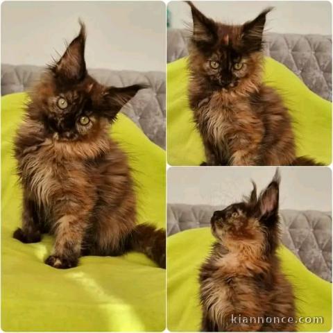 chaton Maine coon disponible 