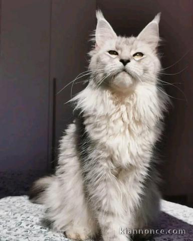 adorable chaton Maine coon femelle a donner 