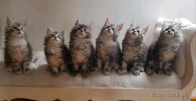 adoption chaton maine coon disponible 