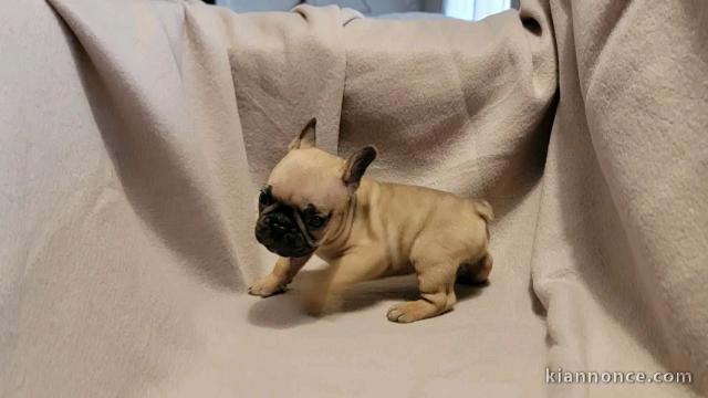 Adorable chiot bouledogue français disponible 