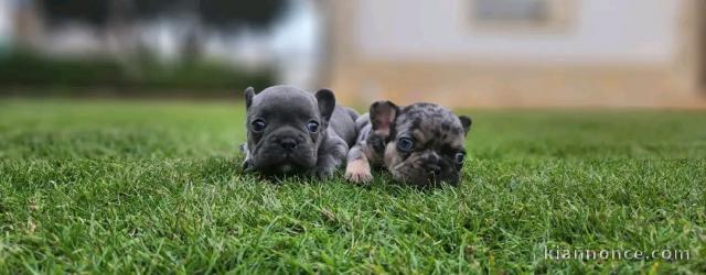 Deux chiots bouledogue français à donner 