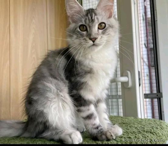 Magnifique chaton maine coon 