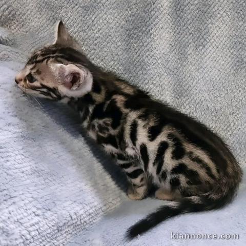 Bébé chaton Bengal mâle a donner urgent 