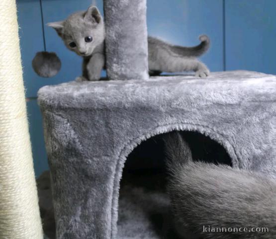 Bébé chaton Bleu russe mâle 