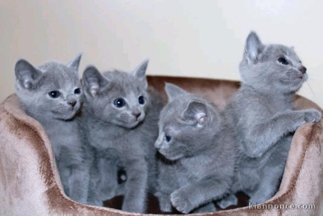 Dons chaton Bleu russe femelle et mâle 