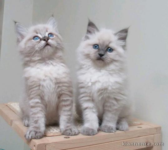 Adorable chaton ragdoll disponible 