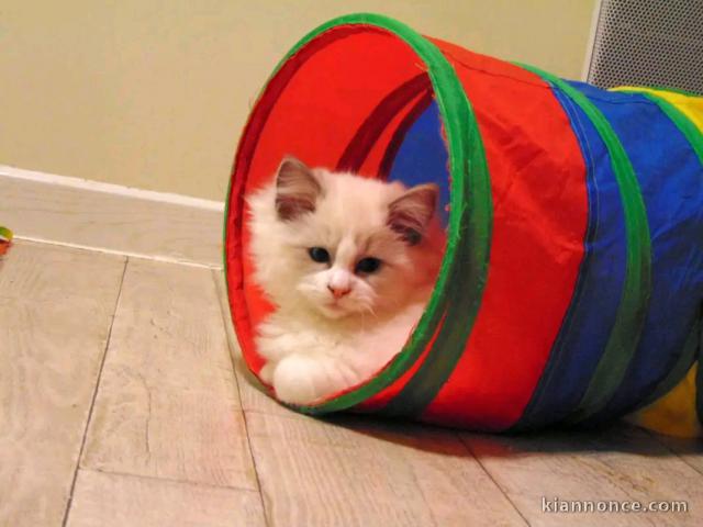 Je donne chaton ragdoll femelle 