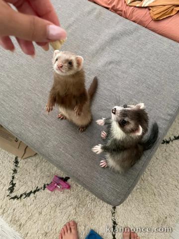 Bébé furets pour bonne maman 